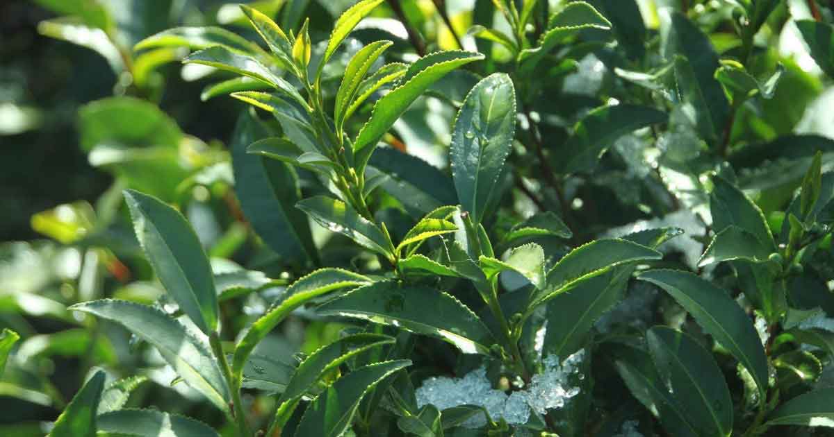 В 2015 году урожай адыгейского чая вырос на треть